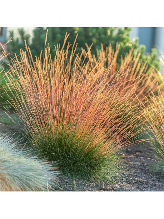 Melsvasis Eraičinas (Lot Festuca Glauca) 'Sunrise' ® C2