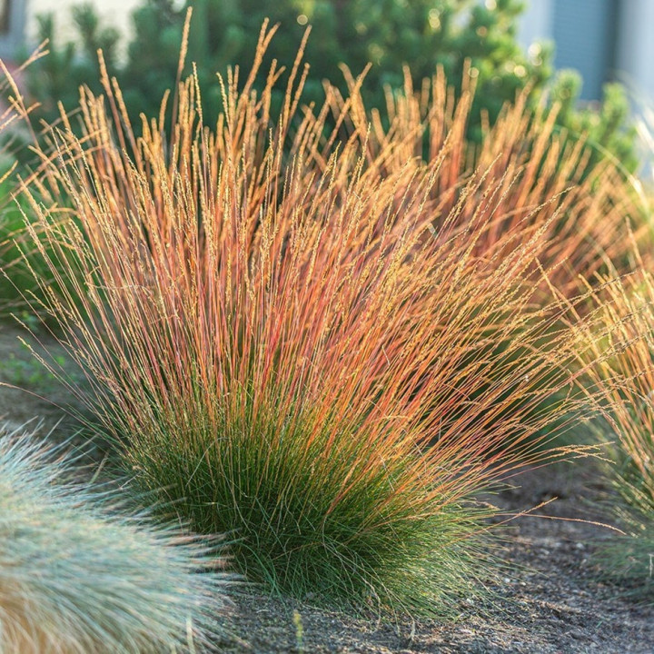 Melsvasis Eraičinas (Lot Festuca Glauca) 'Sunrise' ® C2-Pagrindinis-