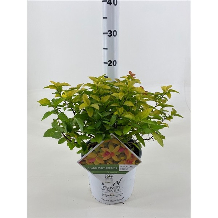 Japoninė lanksva (Lot Spiraea jap.) 'Double Play' Big Bang C3-LANKSVOS-KRUMAI