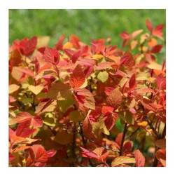 Japoninė lanksva (Lot Spiraea jap.) 'Double Play' Big Bang C3/P19 25-30 CM - nuotrauka 3