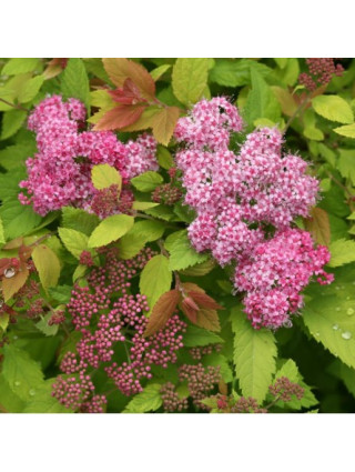 Japoninė lanksva (Lot Spiraea jap.) 'Double Play' Big Bang C3-LANKSVOS-KRUMAI