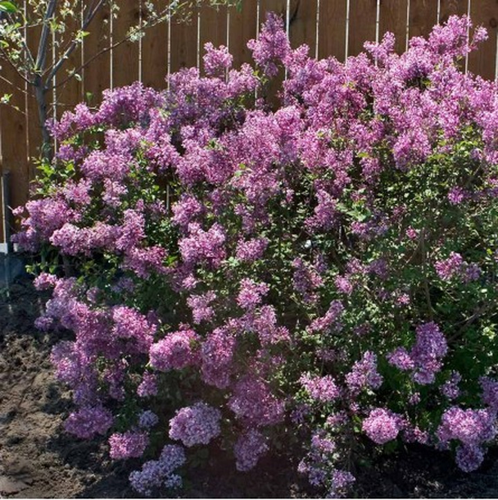 Alyva paprastoji (Lot Syringa vulgaris) Bloomerang 'Pink Perfume'  C5/P23 50-60 CM 8-10 ŠAKŲ| ALYVOS | KRŪMAI