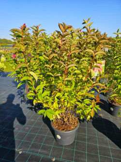 Veigelės (Lot Weigela) 'Bristol Ruby' C20 125-140 CM - nuotrauka 3
