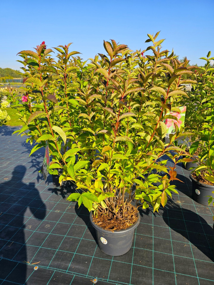 Veigelės (Lot Weigela) 'Bristol Ruby' C20 125-140 CM | VEIGĖLĖS | KRŪMAI