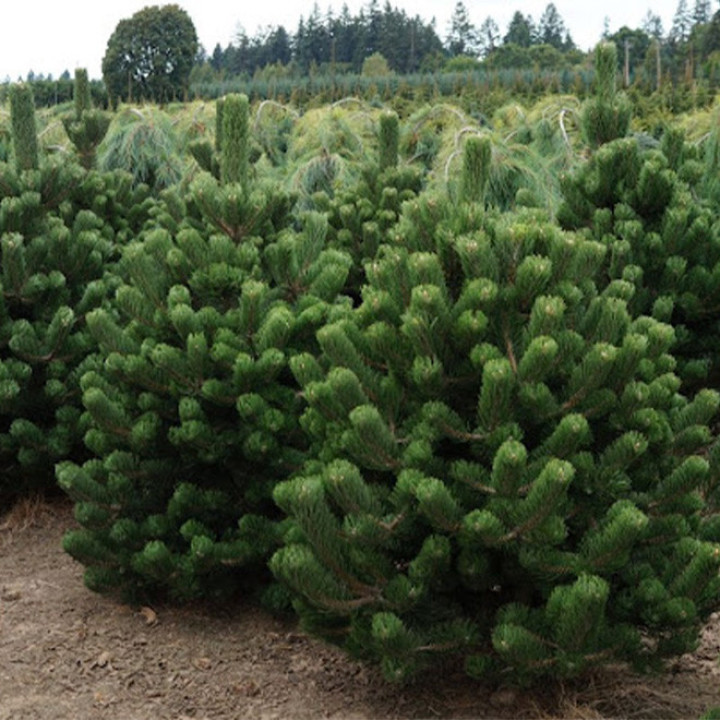 Pušis juodoji (Lot Pinus nigra) 'Oregon Green' C55 125-150 CM | PUŠYS | SPYGLIUOČIAI