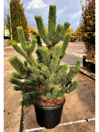 Pušis juodoji (Lot Pinus nigra) 'Oregon Green' C55 125-150 CM-PUŠYS-SPYGLIUOČIAI