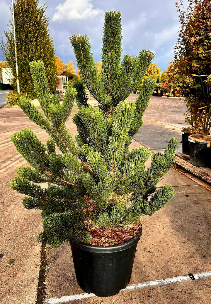 Pušis juodoji (Lot Pinus nigra) 'Oregon Green' C55 125-150 CM | PUŠYS | SPYGLIUOČIAI