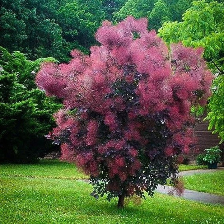 Pūkenis europinis (Lot Cotinus cogg.) 'Royal Purple' C3/P19 30-40 CM | PŪKENIAI | KRŪMAI