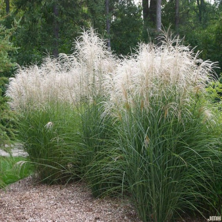 Miskantas Kininis (Lot Miscanthus Sinensis) 'Graziella' C5-MISKANTAI-SMILGOS - VARPINIAI AUGALAI