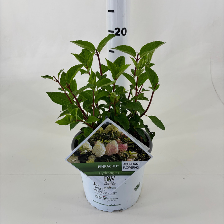 Šluotelinė hortenzija (Lot Hydrangea pan.) 'Pinkachu' C3/P19