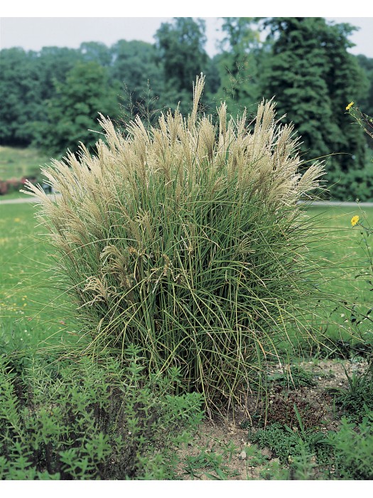 Miskantas Kininis (Lot Miscanthus Sinensis) 'Graziella' C5 | MISKANTAI ...