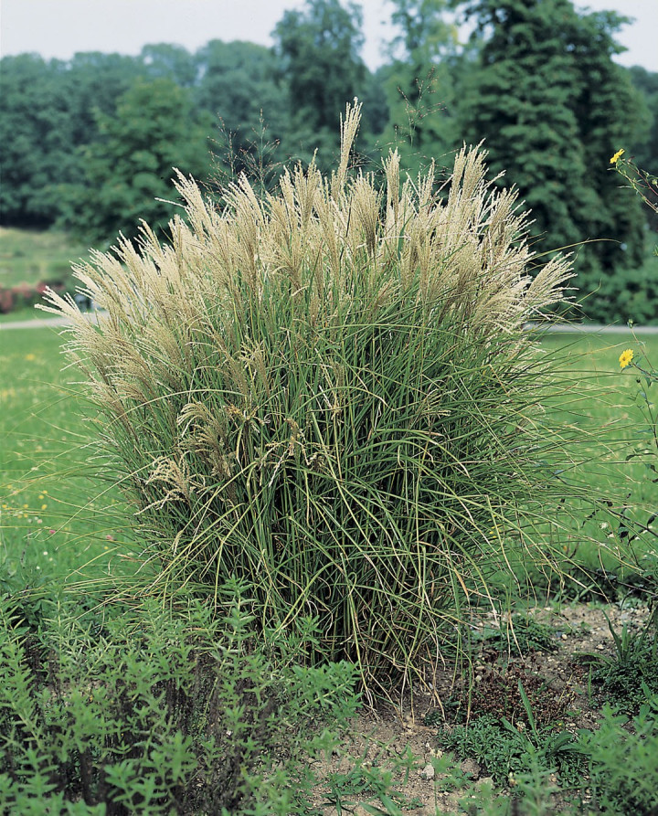 Miskantas Kininis (Lot Miscanthus Sinensis) 'Graziella' C5-MISKANTAI-SMILGOS - VARPINIAI AUGALAI
