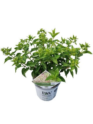 Šluotelinė hortenzija (Lot Hydrangea pan.) 'Little Lime' C3/P19 25-30 CM-ŠLUOTELINĖS HORTENZIJOS-HORTENZIJOS