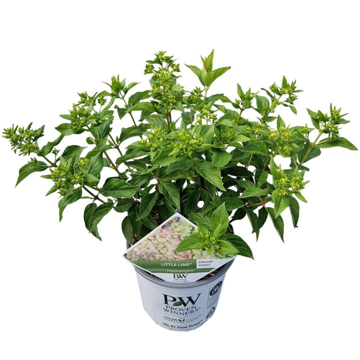 Šluotelinė hortenzija (Lot Hydrangea pan.) 'Little Lime' C3/P19 25-30 CM | ŠLUOTELINĖS HORTENZIJOS | HORTENZIJOS