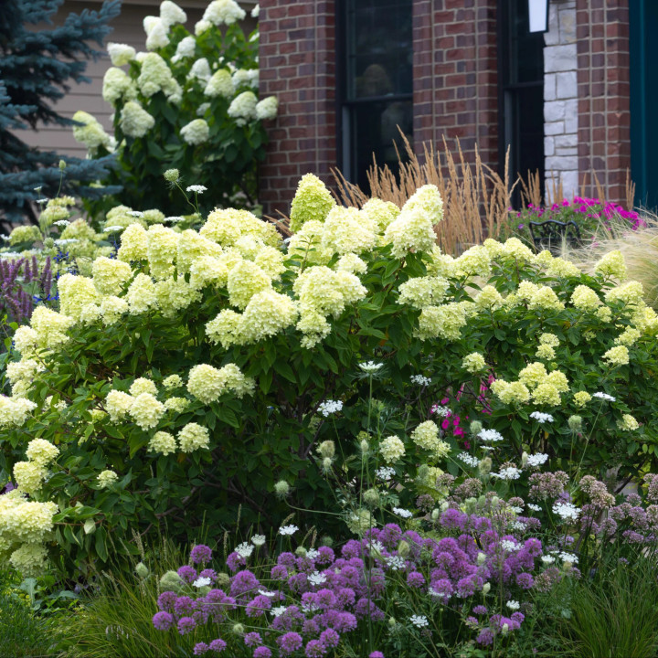 Šluotelinė hortenzija (Lot Hydrangea pan.) 'Little Lime' C3/P19 25-30 CM | ŠLUOTELINĖS HORTENZIJOS | HORTENZIJOS