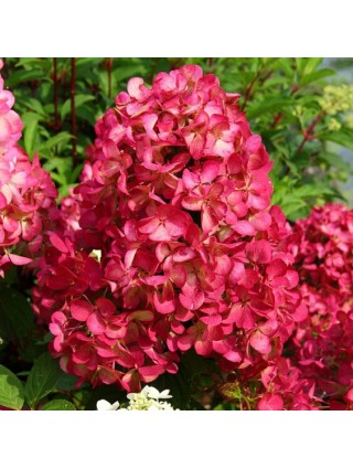 Šluotelinė Hortenzija (Lot Hydrangea Paniculata) 'Diamand Rouge' ® Dydis C5-HORTENZIJOS-KRŪMAI