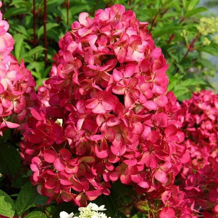 Šluotelinė Hortenzija (Lot Hydrangea pan) 'Diamond Rouge' ® C3 | HORTENZIJOS | KRŪMAI