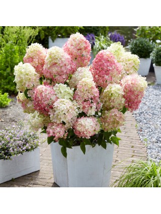Šluotelinė Hortenzija (Lot Hydrangea Paniculata) 'Diamand Rouge' ® Dydis C5-HORTENZIJOS-KRŪMAI