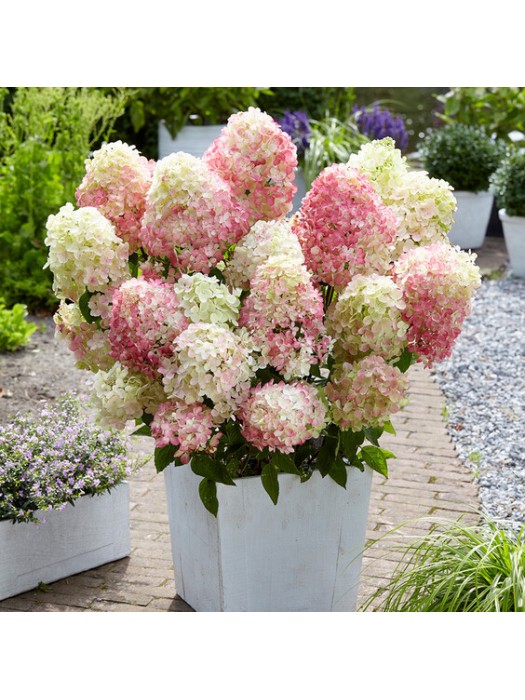 Šluotelinė Hortenzija (Lot Hydrangea Paniculata) 'Diamand Rouge' ® Dydis C5-HORTENZIJOS-KRŪMAI