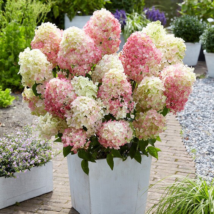 Šluotelinė Hortenzija (Lot Hydrangea pan) 'Diamond Rouge' ® C3 | HORTENZIJOS | KRŪMAI