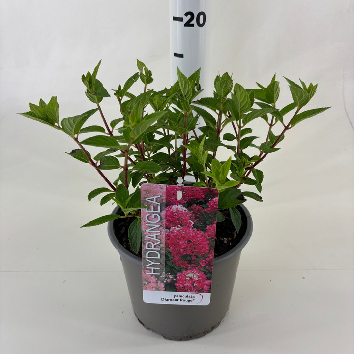 Šluotelinė Hortenzija (Lot Hydrangea pan) 'Diamond Rouge' ® C3 | HORTENZIJOS | KRŪMAI