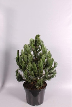 Pušis baltažievė (Lot Pinus heldreichii) 'Green Giant' C7,5/P26 60-70 CM - nuotrauka 2