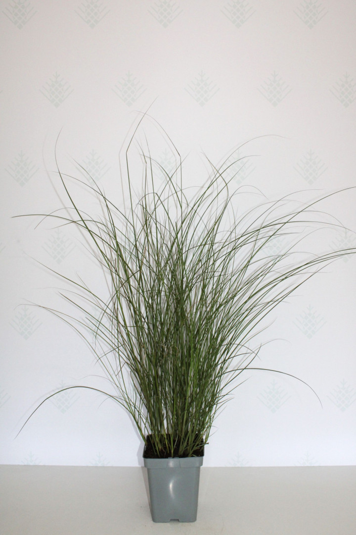 Miskantas Kininis (Lot Miscanthus Sinensis) 'Graziella' C5-MISKANTAI-SMILGOS - VARPINIAI AUGALAI
