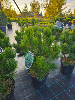 Pušis baltažievė (Lot Pinus heldreichii) 'Green Giant' C7,5/P26 60-70 CM - nuotrauka 1
