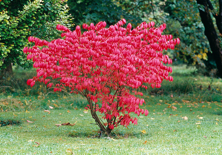 Ožekšnis sparnuotasis (Lot Euonymus alatus) 'Compactus' C3/P19 30-35 CM