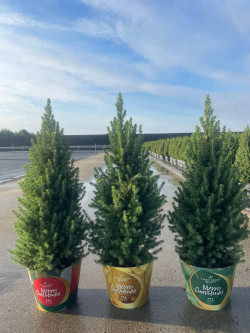 Eglė baltoji (Lot Picea gl.) 'Perfecta' C5/P23 60-70 CM | EGLĖS | SPYGLIUOČIAI