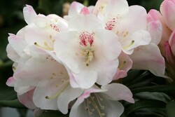 Rododendras (Lot Rhododendron) 'Blewbury' C12 50-60 CM | RODODENDRAI | KRŪMAI