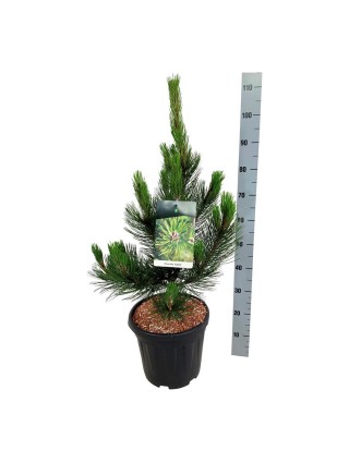 Pušis baltažievė (Lot Pinus heldreichii) 'Satellit' C15 60-80 CM-PUŠYS-SPYGLIUOČIAI