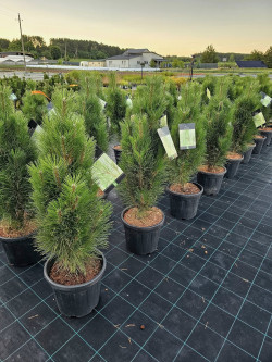 Pušis juodoji (Lot Pinus nigra) 'Green Tower' C15 60-80 CM - nuotrauka 5