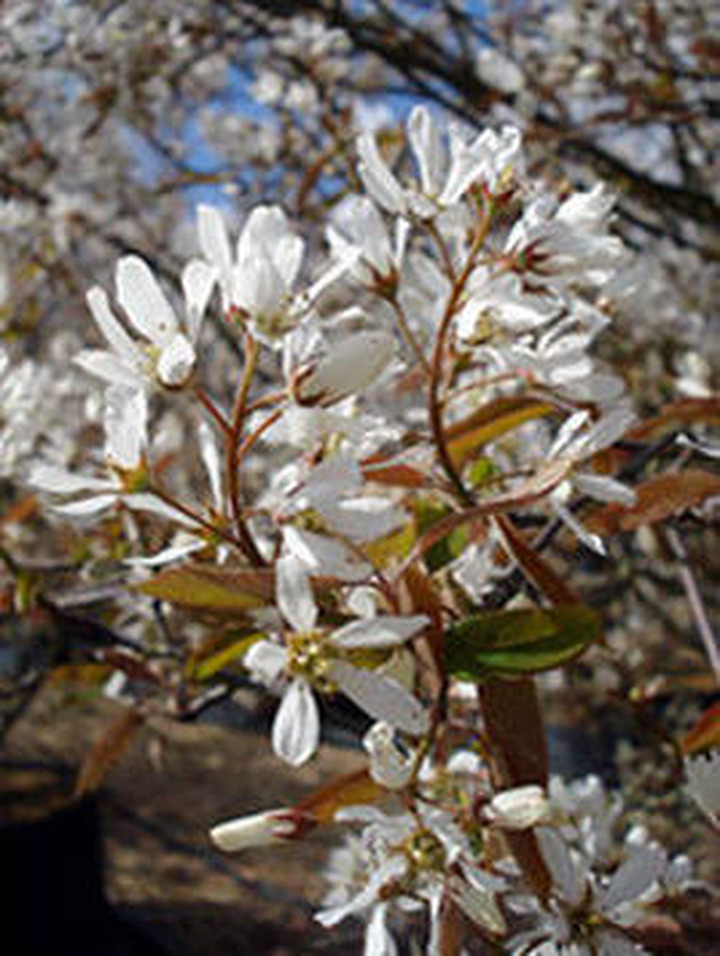 Medlieva lamarko (Lot Amelanchier lamarckii)  C15 125-150 CM