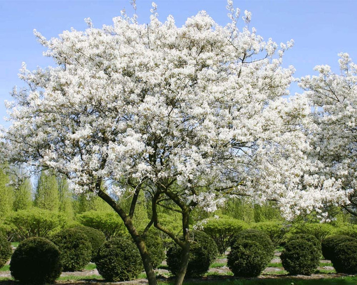 Medlieva lamarko (Lot Amelanchier lamarckii)  C15 125-150 CM