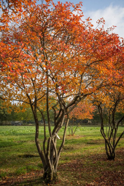 Medlieva lamarko (Lot Amelanchier lamarckii) C35 175-200 CM - nuotrauka 5