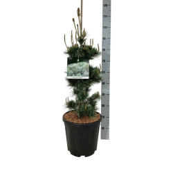 Pušis smulkiažiedė (Lot Pinus parv.) 'Negishi' C15 60-80 CM - nuotrauka 2