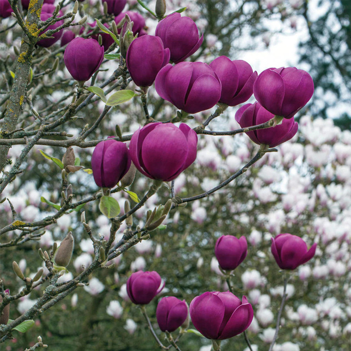 Magnolija (Lot Magnolia) 'Black Tulip' C5/P23 60-80 CM