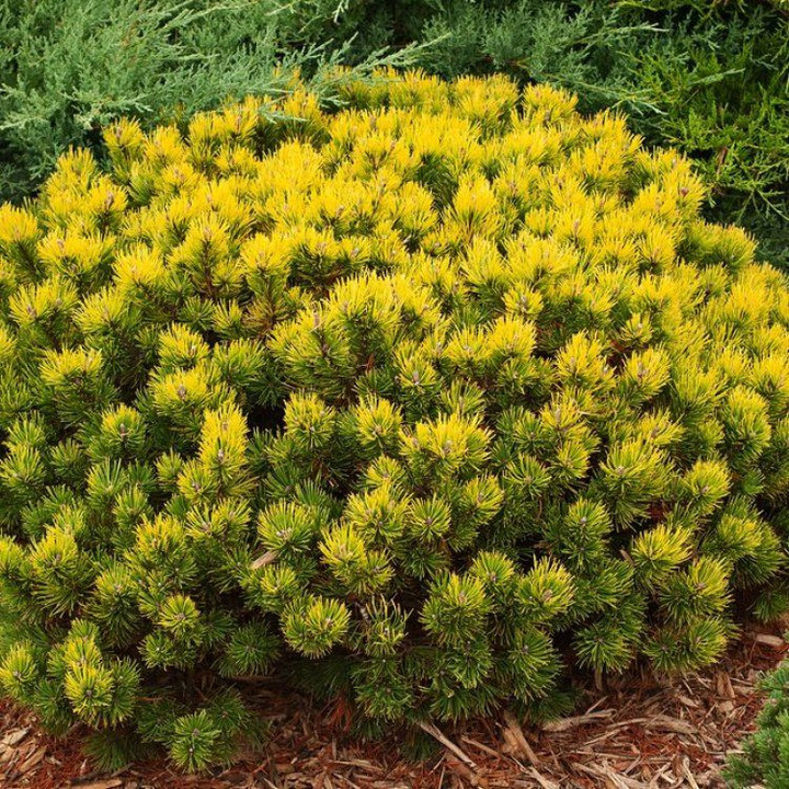 Pušis kalninė (Lot Pinus mugo) 'Ophir' C7,5/P26 25-30 CM | PUŠYS | SPYGLIUOČIAI