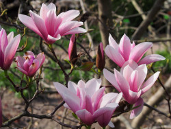 Magnolija (Lot Magnolia) 'Heaven Scent' C3/P19 50-60 CM - nuotrauka 2