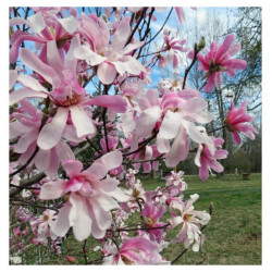 Magnolija Lebnerio (Lot Magnolia loebneri) 'Leonard Messel' C3/P19 50-60 CM | MAGNOLIJOS | KRŪMAI