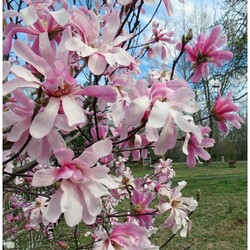 Magnolija Lebnerio (Lot Magnolia loebneri) 'Leonard Messel' C3/P19 50-60 CM - nuotrauka 3