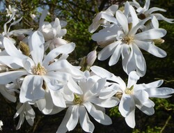 Magnolija žvaigždinė (Lot Magnolia stellata)  C3/P19 50-60 CM - nuotrauka 3