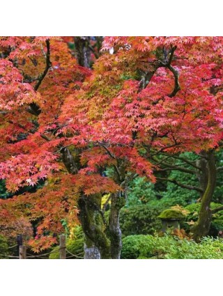 Klevas Korėjinis (Lot Acer Pseudosieboldianum) 'ARCTIC JADE'® (Jack Frost) C15-KLEVAI-MEDŽIAI
