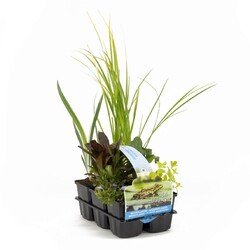 30015 Zuiverend Waterplants (Lot 30015 Zuiverend Waterplants) SIXPACK 6-PACK | VANDENS IR PAKRANČIŲ AUGALAI | AUGALAITAU