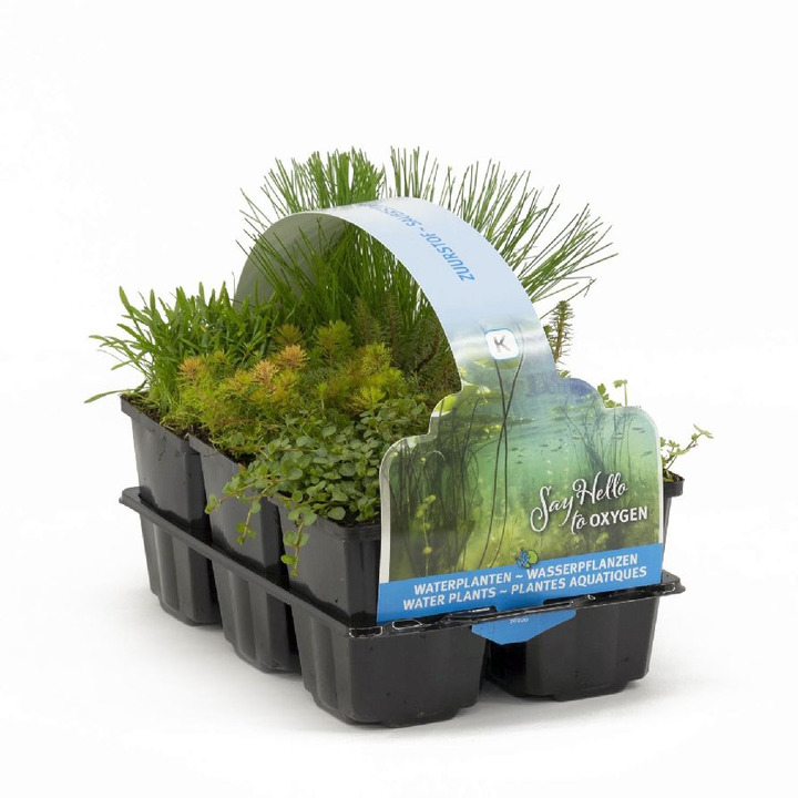 30020 Zuurstof Waterplants (Lot 30020 Zuurstof Waterplants) SIXPACK 6-PACK | VANDENS IR PAKRANČIŲ AUGALAI | AUGALAITAU