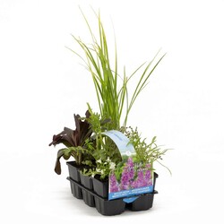 30025 Geurend Waterplants (Lot 30025 Geurend Waterplants) SIXPACK 6-PACK | VANDENS IR PAKRANČIŲ AUGALAI | AUGALAITAU
