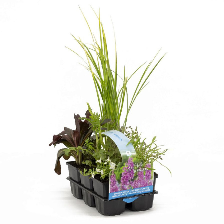 30025 Geurend Waterplants (Lot 30025 Geurend Waterplants) SIXPACK 6-PACK | VANDENS IR PAKRANČIŲ AUGALAI | AUGALAITAU