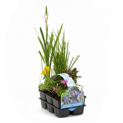 30030 Bloeiend Waterplants (Lot 30030 Bloeiend Waterplants) SIXPACK 6-PACK | VANDENS IR PAKRANČIŲ AUGALAI | AUGALAITAU