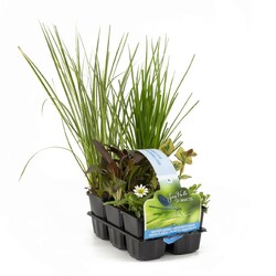 30035 Insects Waterplants (Lot 30035 Insects Waterplants) SIXPACK 6-PACK | VANDENS IR PAKRANČIŲ AUGALAI | AUGALAITAU